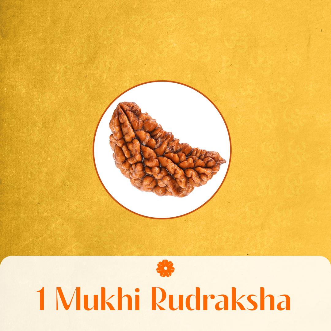 1 Mukhi Rudraksha