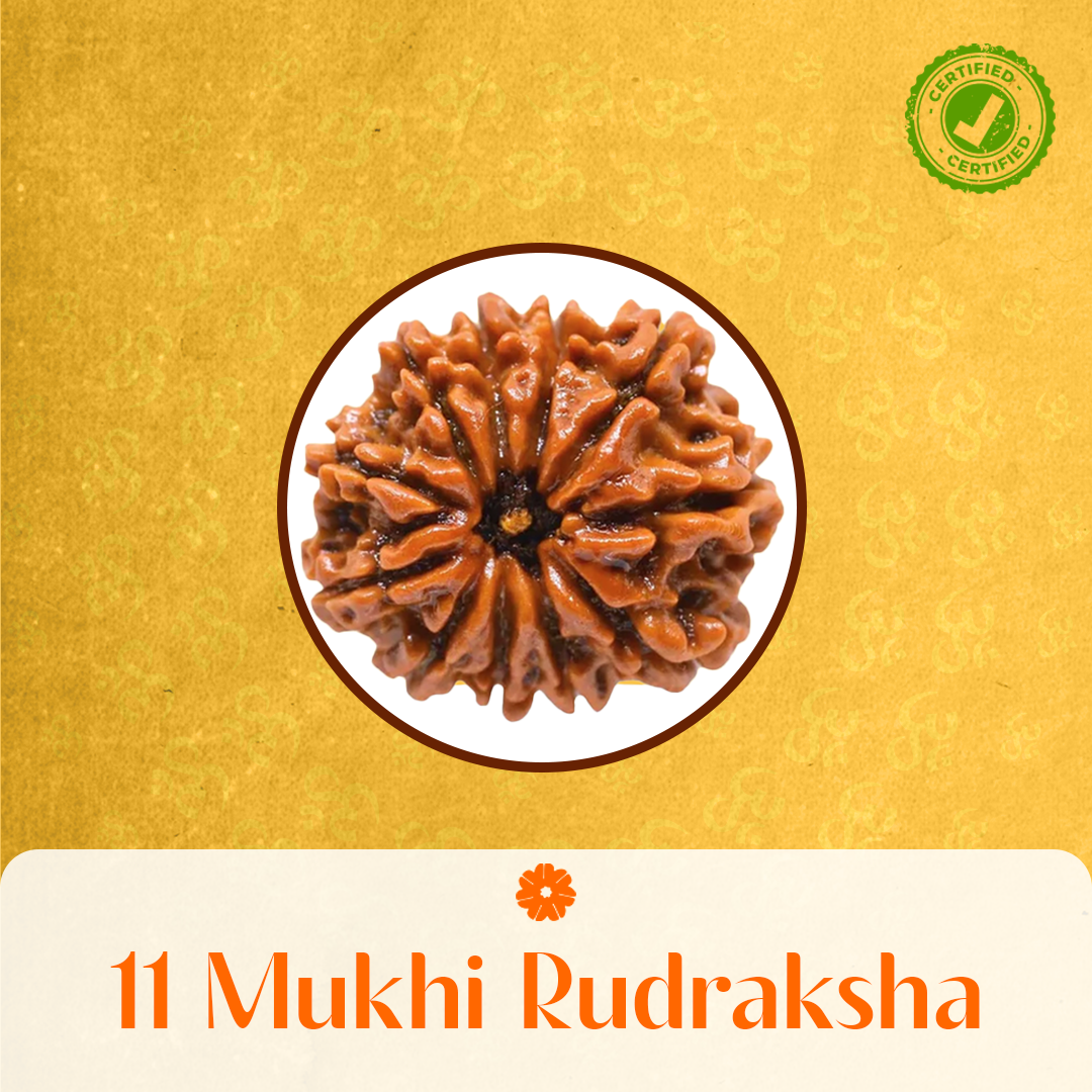 11 Mukhi Rudraksha