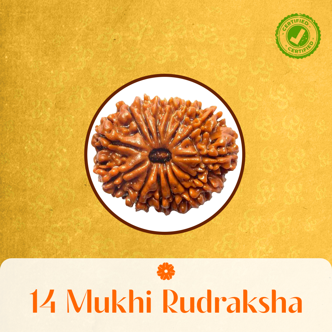 14 Mukhi Rudraksha