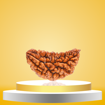 1 Mukhi Rudraksha