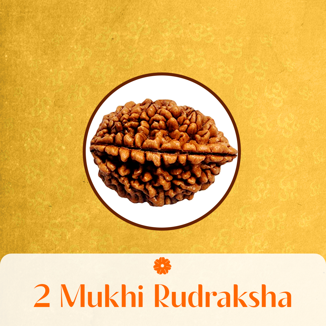 2 Mukhi Rudraksha