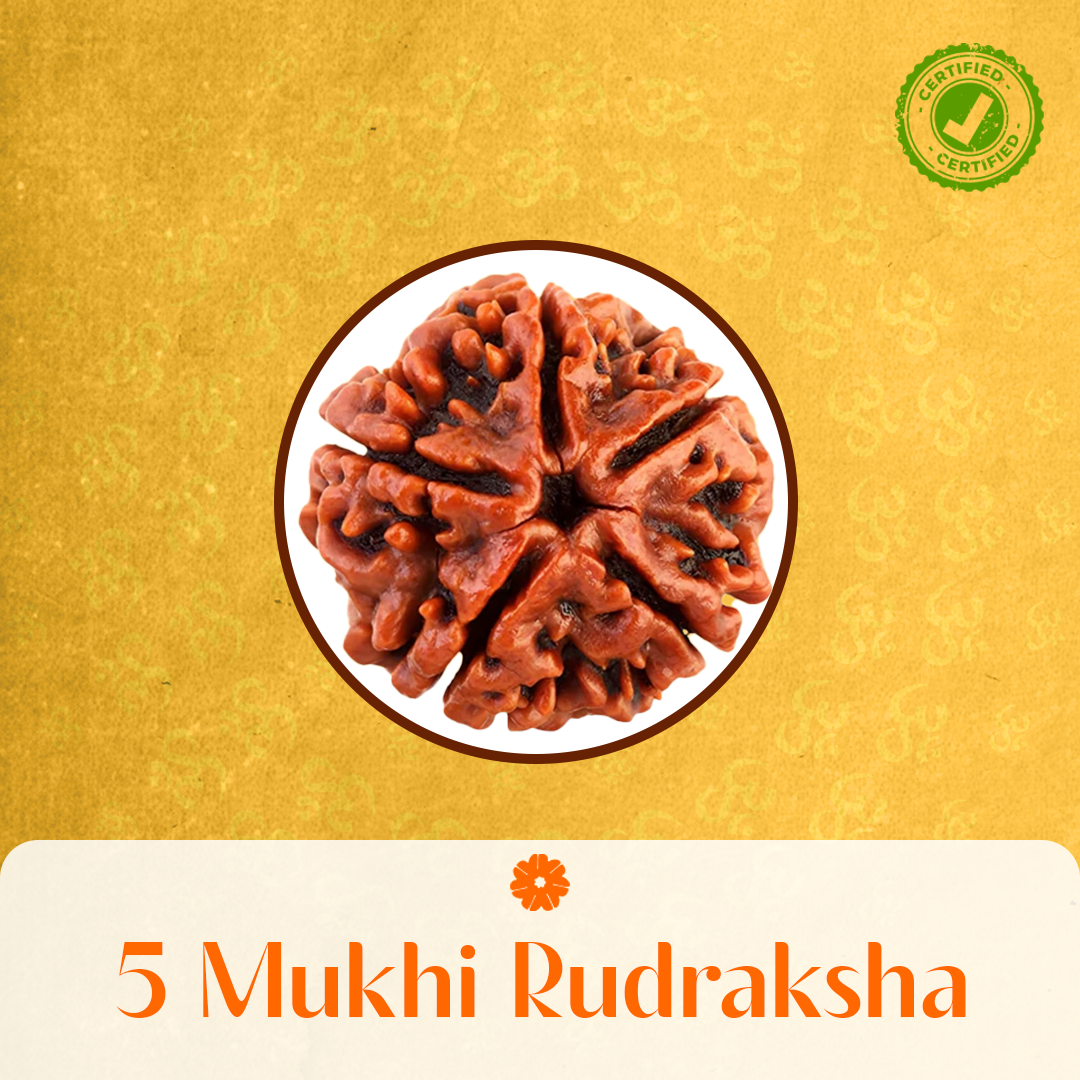 5 Mukhi Rudraksha