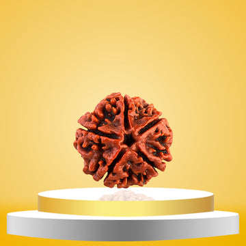 5 Mukhi Rudraksha