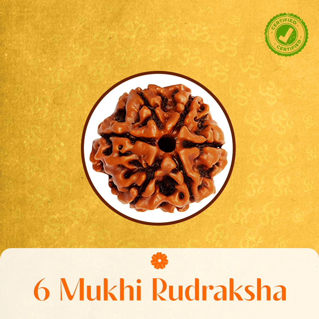 6 Mukhi Rudraksha