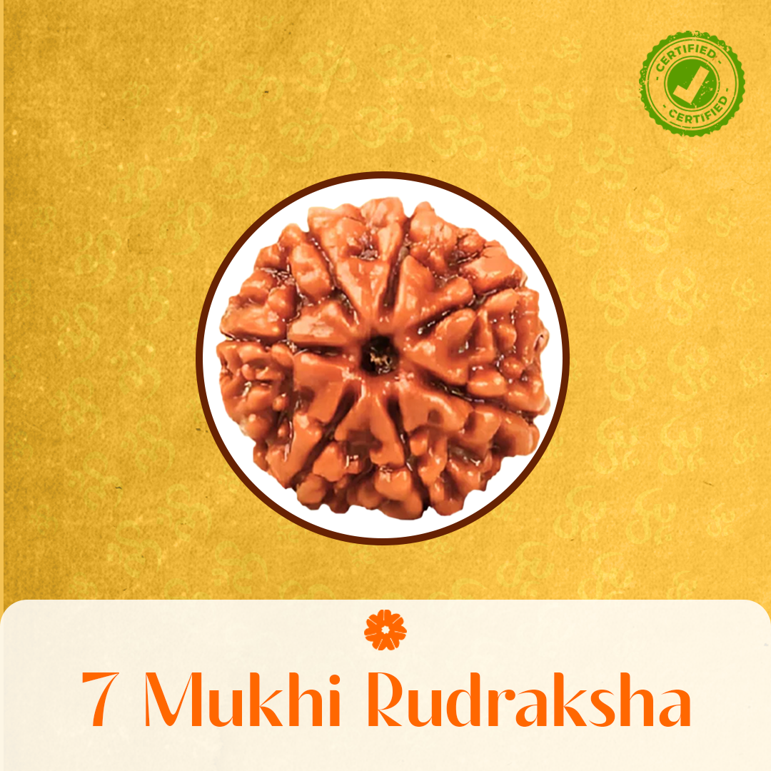 7 Mukhi Rudraksha