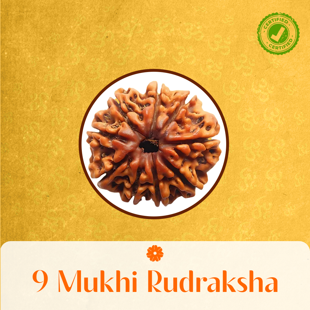 9 Mukhi Rudraksha